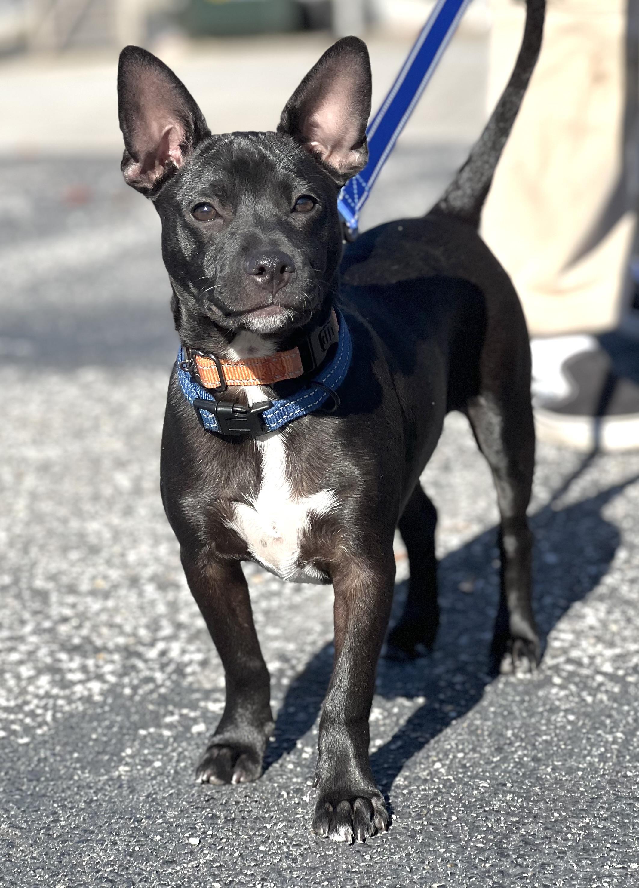 Enlarge Finn, a Adoptable mixed breed in Mt Pleasant, SC image 6/6