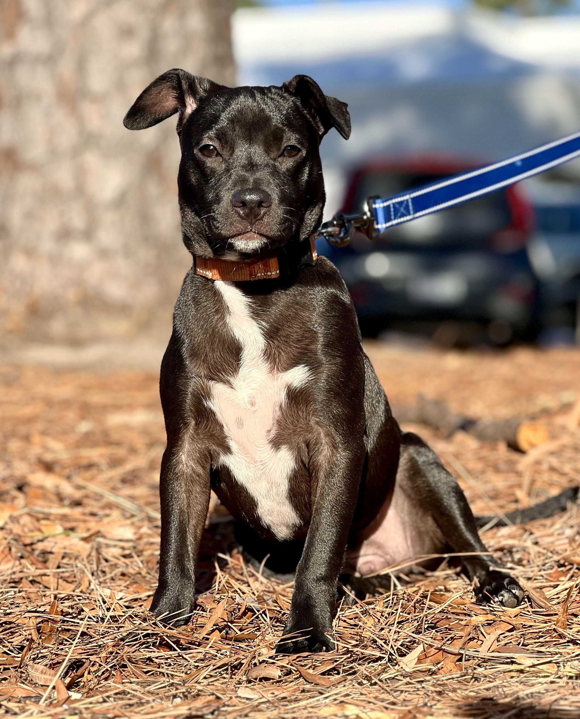 Finn, Adoptable, Puppy Male Mixed Breed.