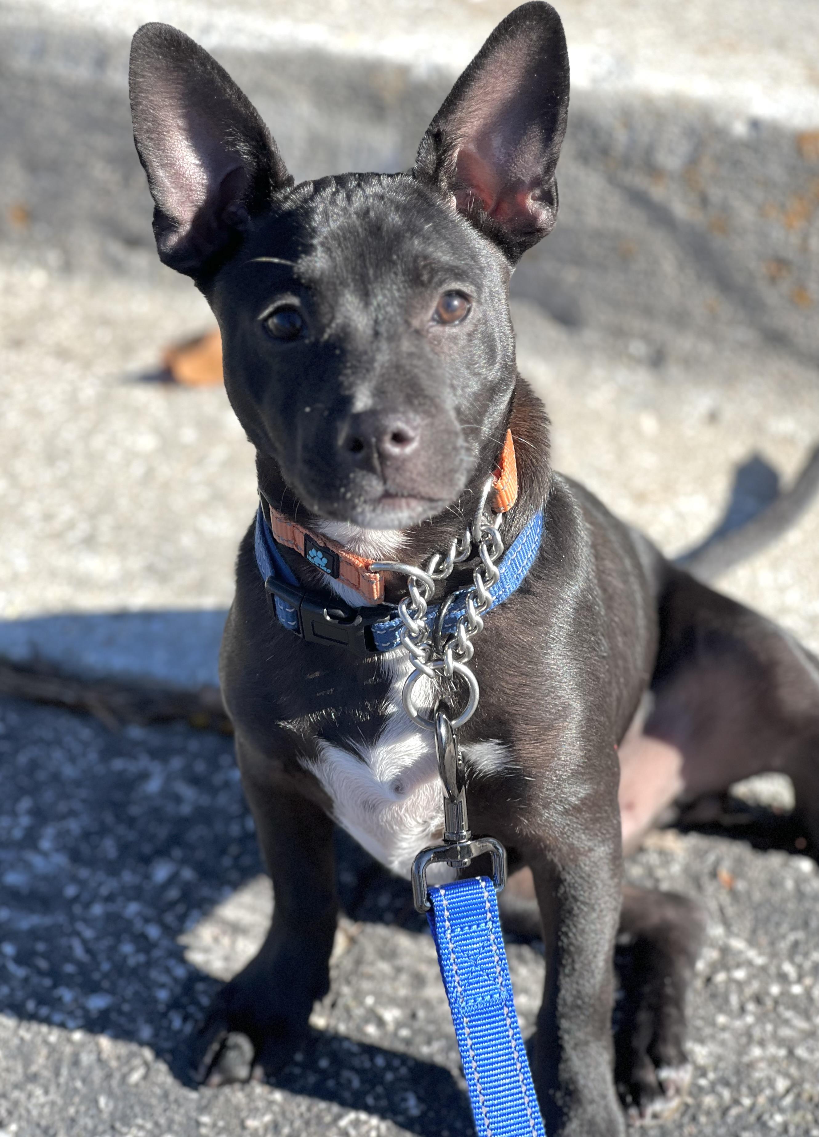 Enlarge Finn, a Adoptable mixed breed in Mt Pleasant, SC image 2/6