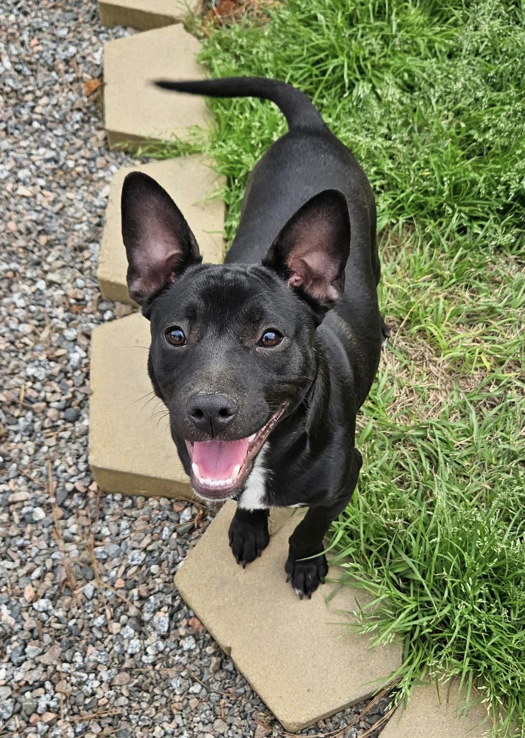 Enlarge Finn, a Adoptable mixed breed in Mt Pleasant, SC image 1/2