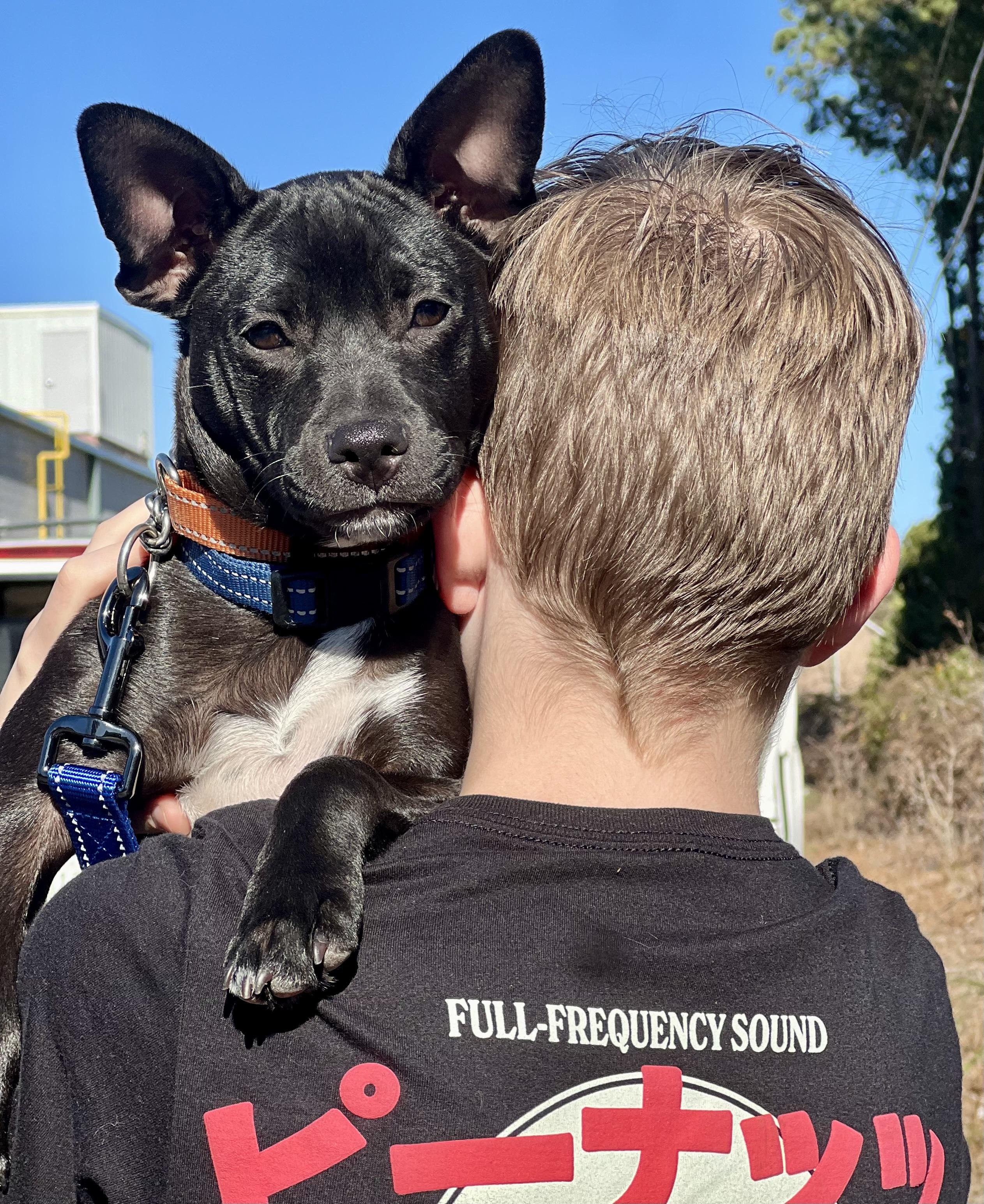 Finn, Adoptable, Puppy Male Mixed Breed.