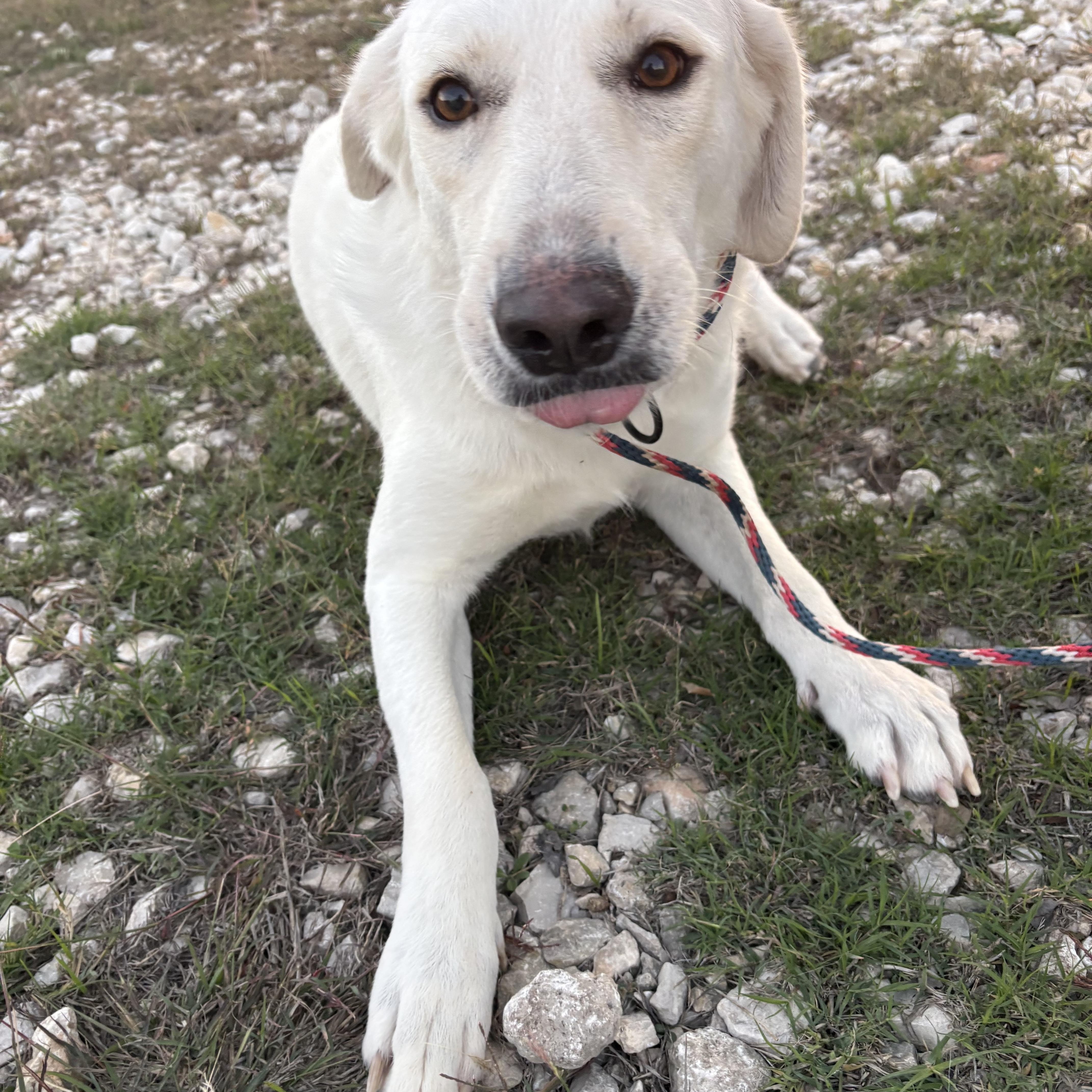 Enlarge Lily, a Adoptable Great Pyrenees in Menands, NY image 1/5