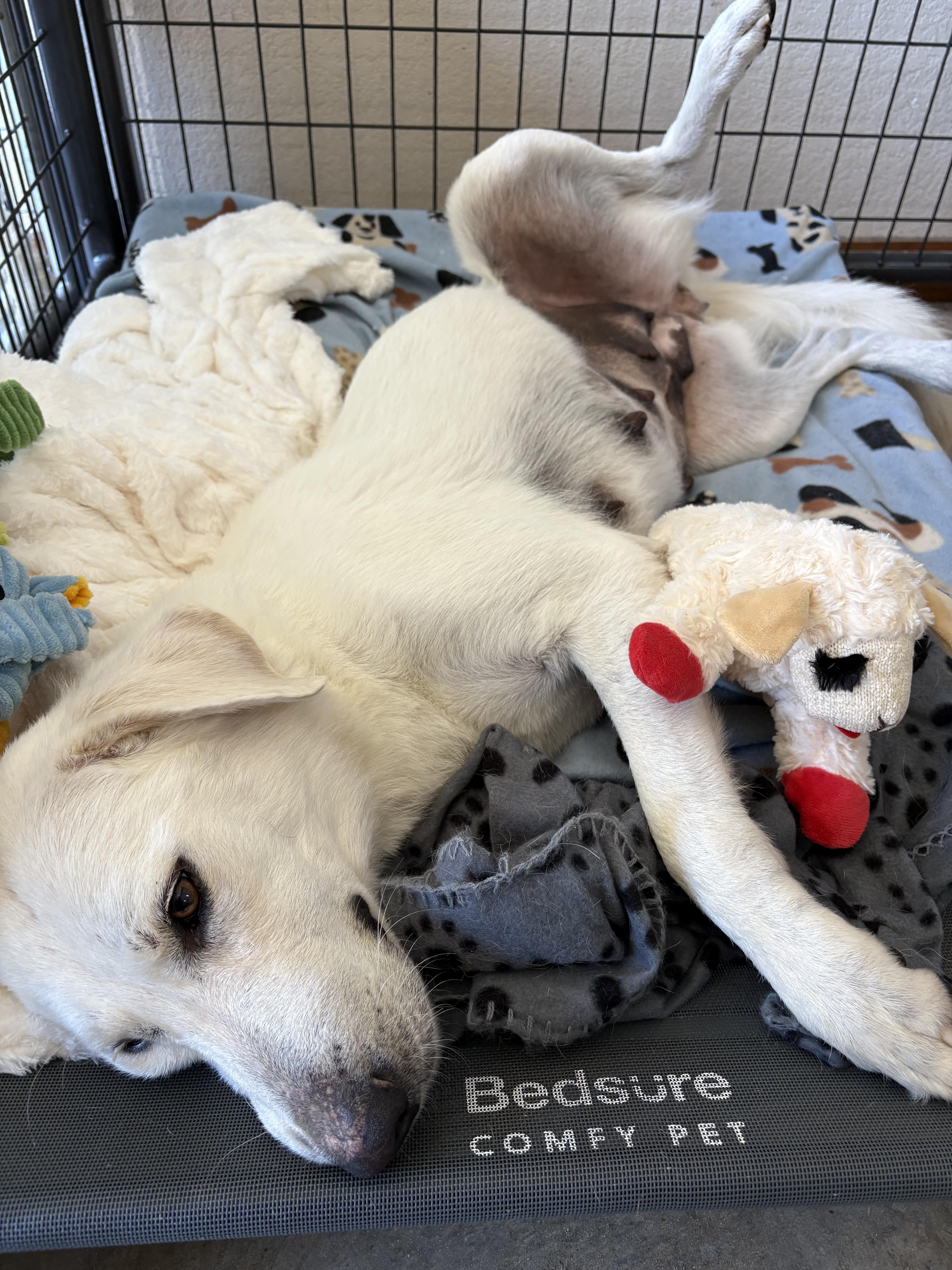 Enlarge Lily, a Adoptable Great Pyrenees in Menands, NY image 3/5
