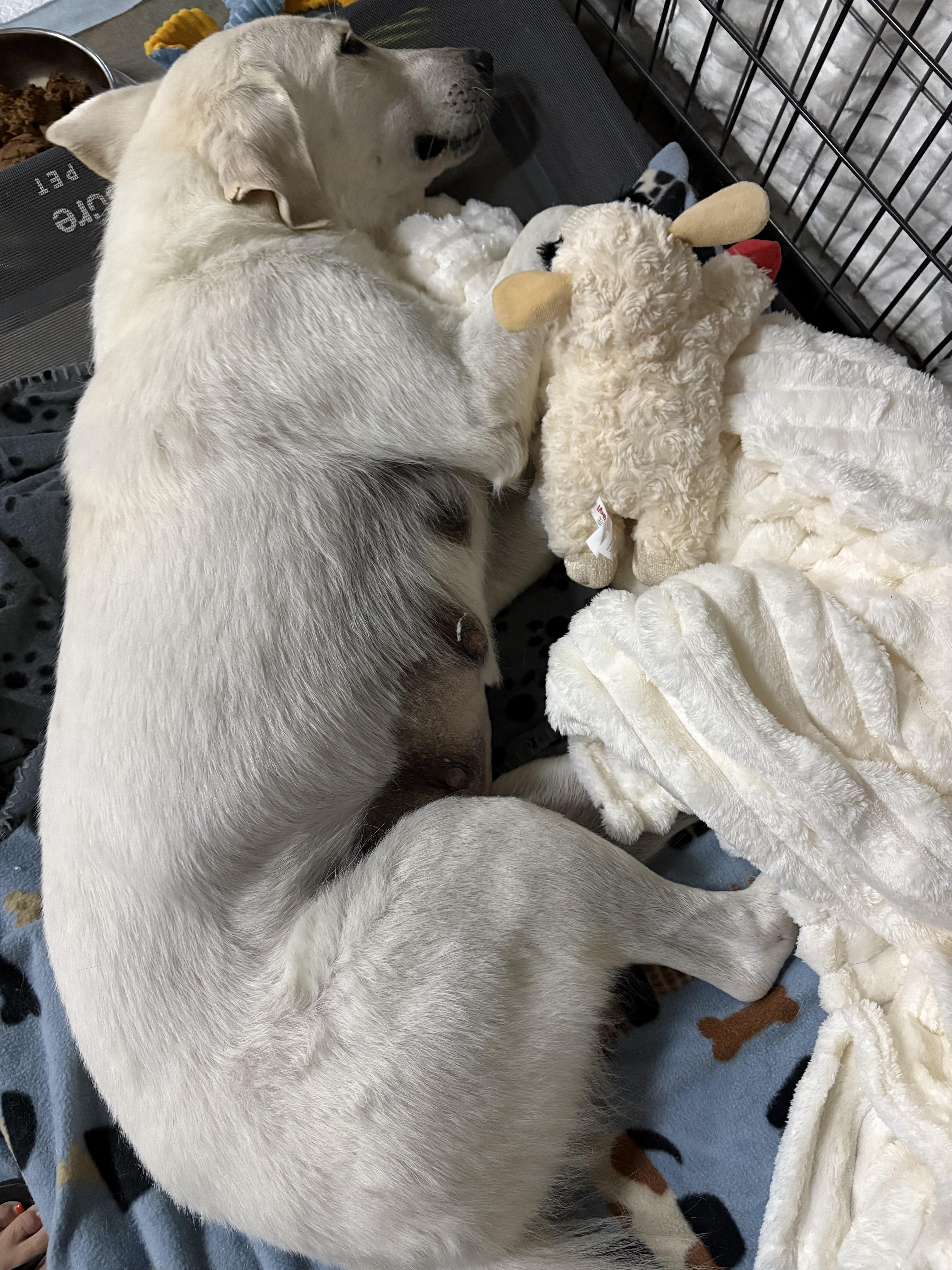 Enlarge Lily, a Adoptable Great Pyrenees in Menands, NY image 5/5