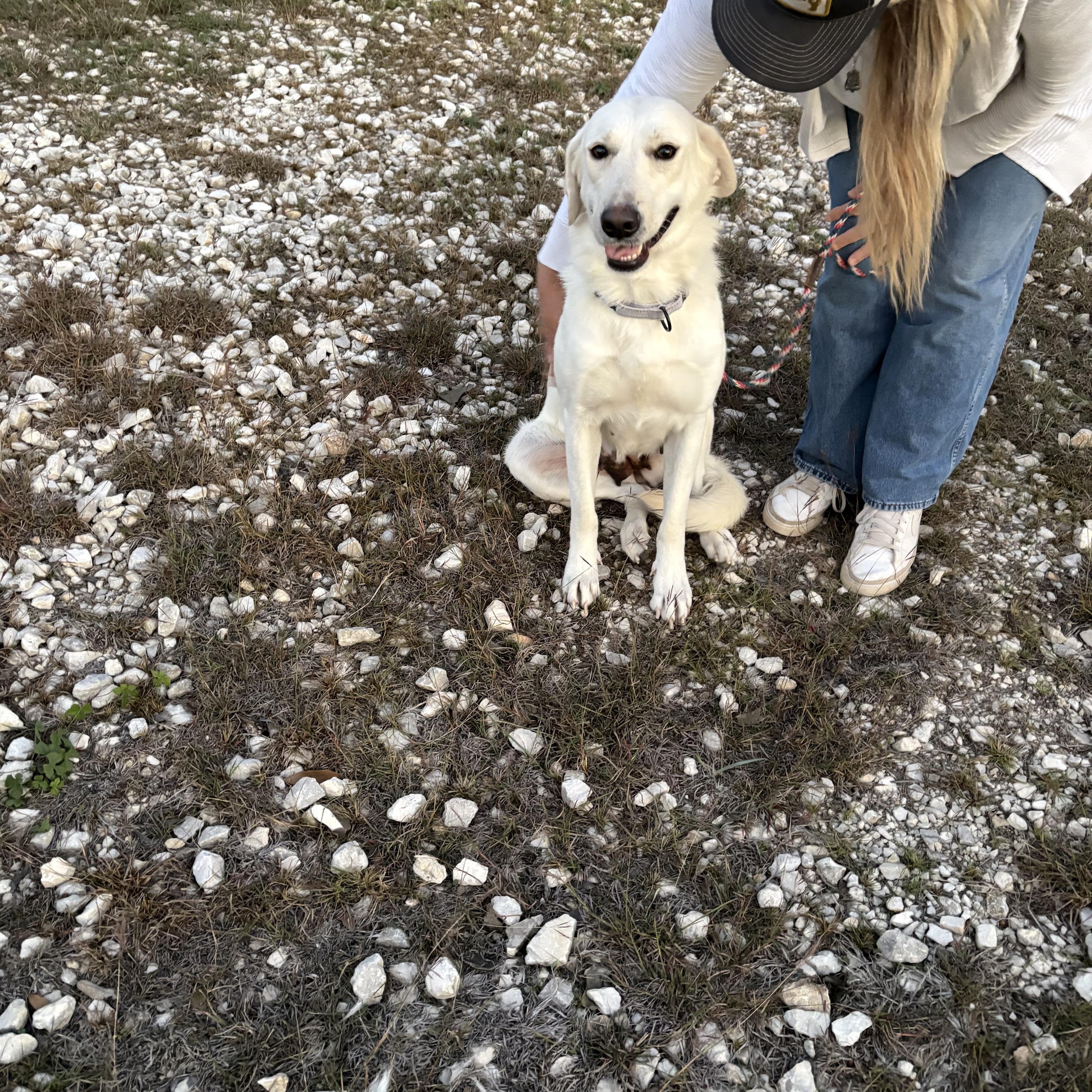 Enlarge Lily, a Adoptable Great Pyrenees in Menands, NY image 4/5