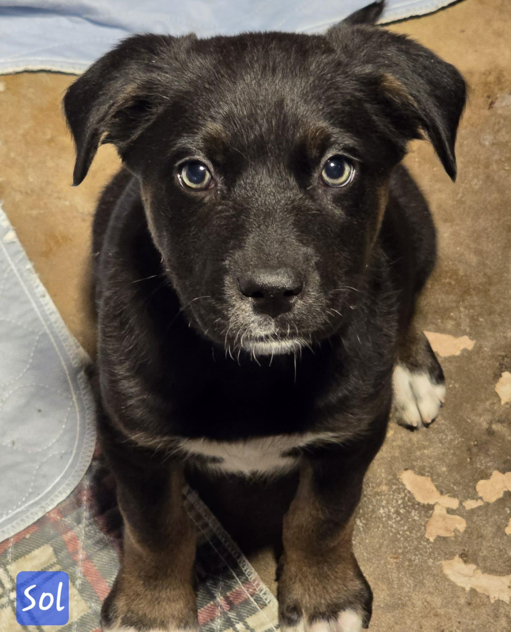 Sol, ADOPTABLE, Puppy Male Mixed Breed.