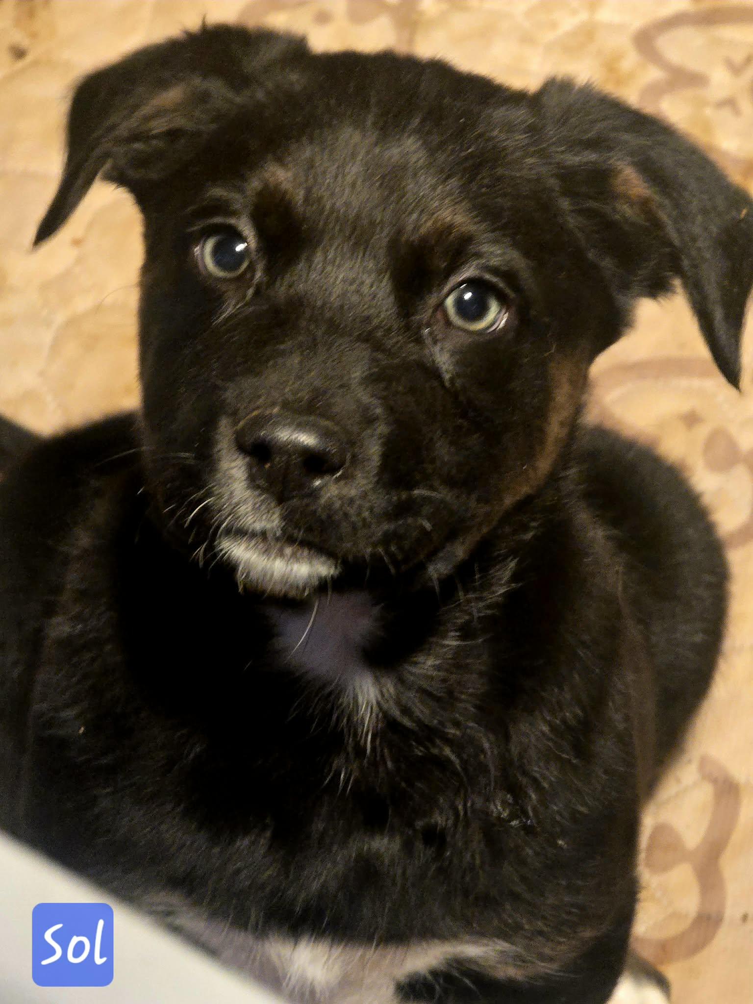 Sol, a ADOPTABLE Mixed Breed in Kenosha, WI image 2/4