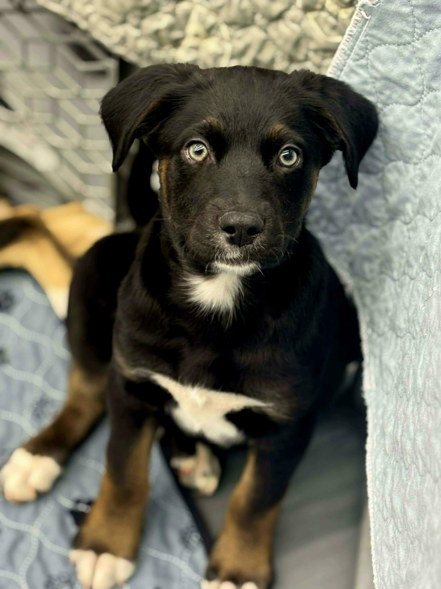 Sol, ADOPTABLE, Puppy Male Mixed Breed.