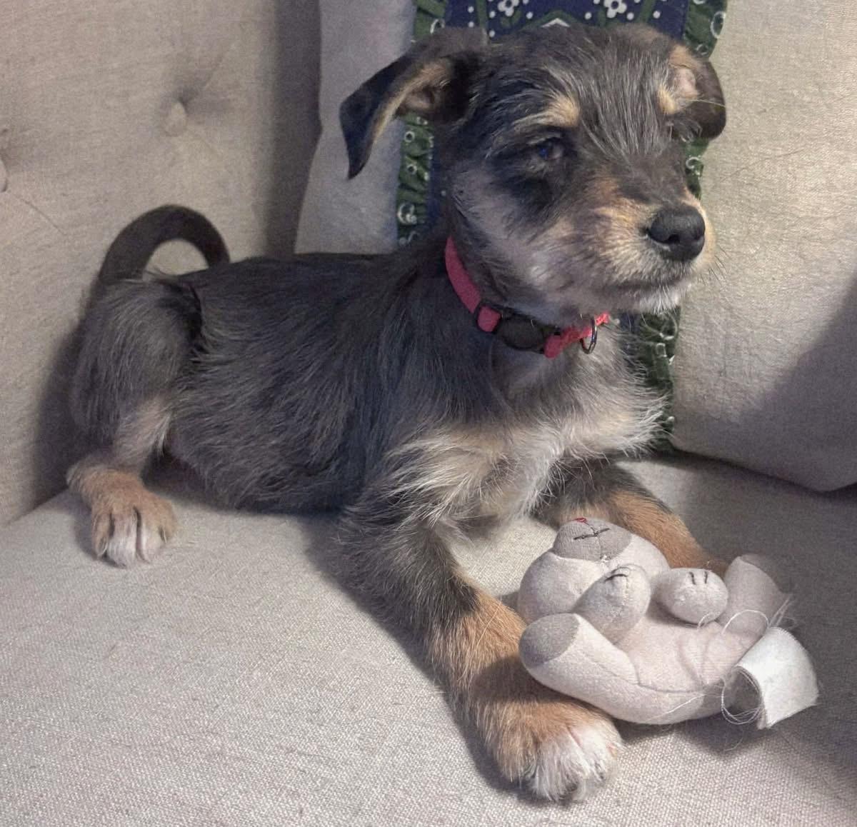 Bunny, ADOPTABLE, Puppy Female Miniature Schnauzer & Australian Shepherd.