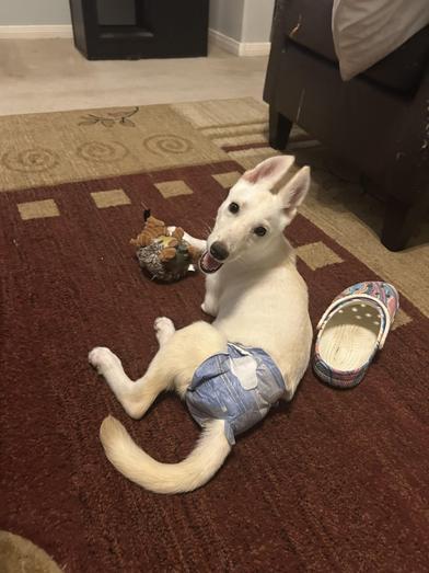 Opal — thumbnail 4