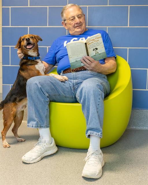 TATER TOT, Adoptable, Adult Male Beagle.