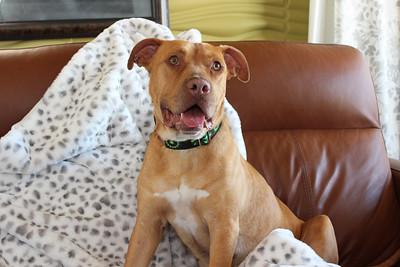 Raymond, an adoptable Terrier in Sioux Falls, SD, 57101 | Photo Image 2
