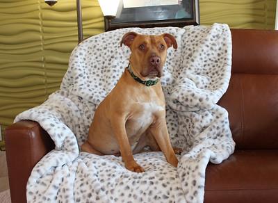 Raymond, a Adoptable mixed breed in Sioux Falls, SD image 3/6