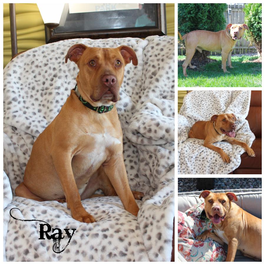 Raymond, Adoptable, Adult Male Terrier.