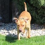 Raymond, an adoptable Terrier in Sioux Falls, SD, 57101 | Photo Image 4