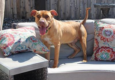 Raymond, a Adoptable mixed breed in Sioux Falls, SD image 5/6