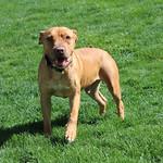 Raymond, a Adoptable mixed breed in Sioux Falls, SD image 6/6