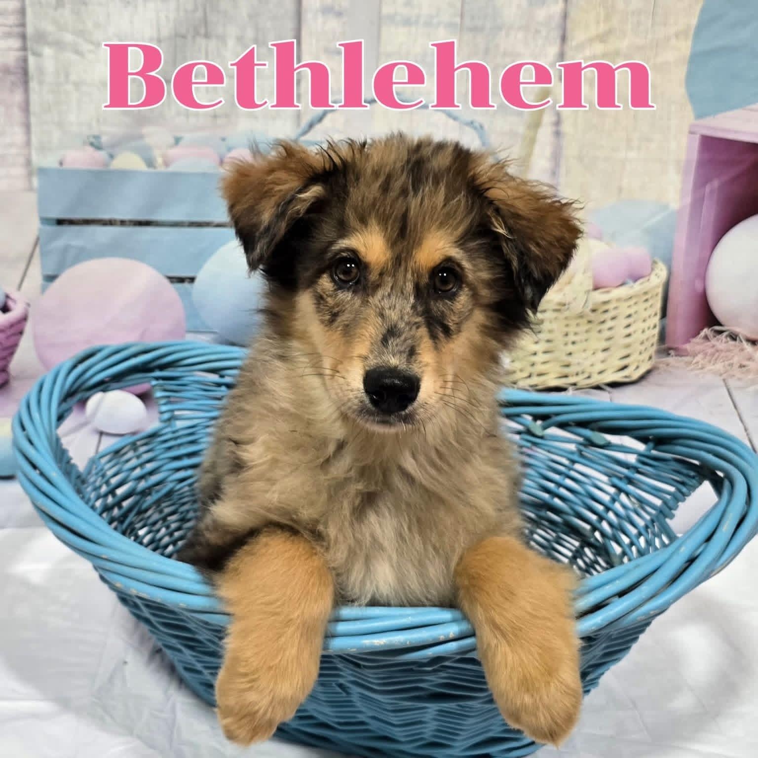Enlarge Bethlehem , a ADOPTABLE mixed breed in Joliet, IL image 1/1
