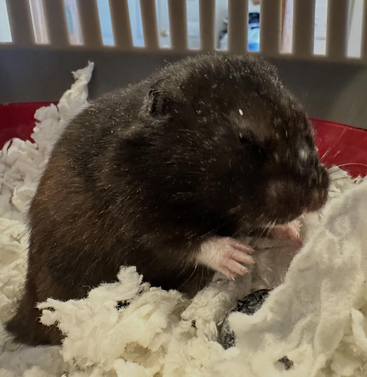 Zim, ADOPTABLE, Adult Male Hamster.