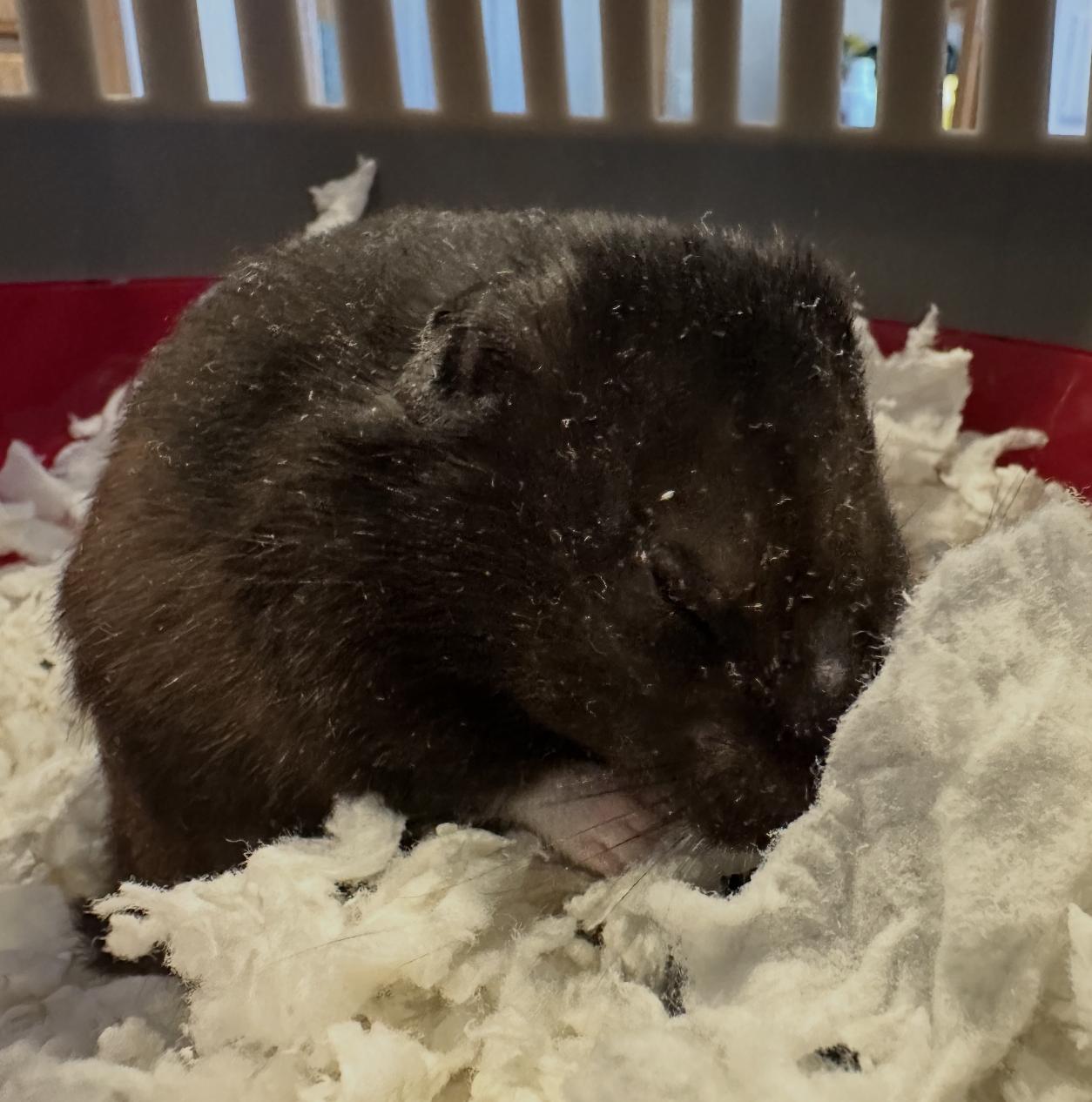 Zim, a ADOPTABLE Hamster in Minneapolis, MN image 2/2