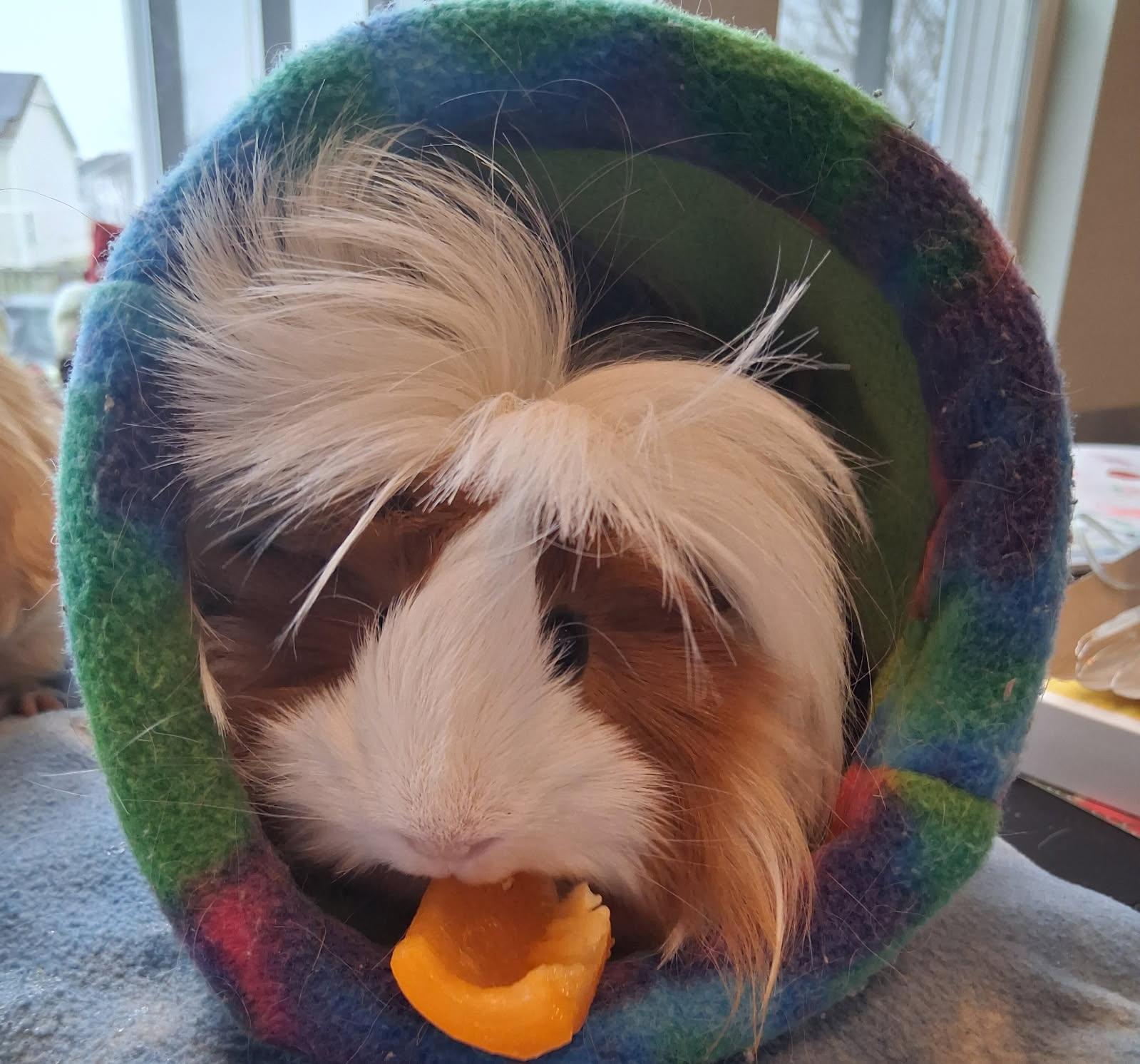 Luna and Jasmin, Adoptable, Young Female Guinea Pig.