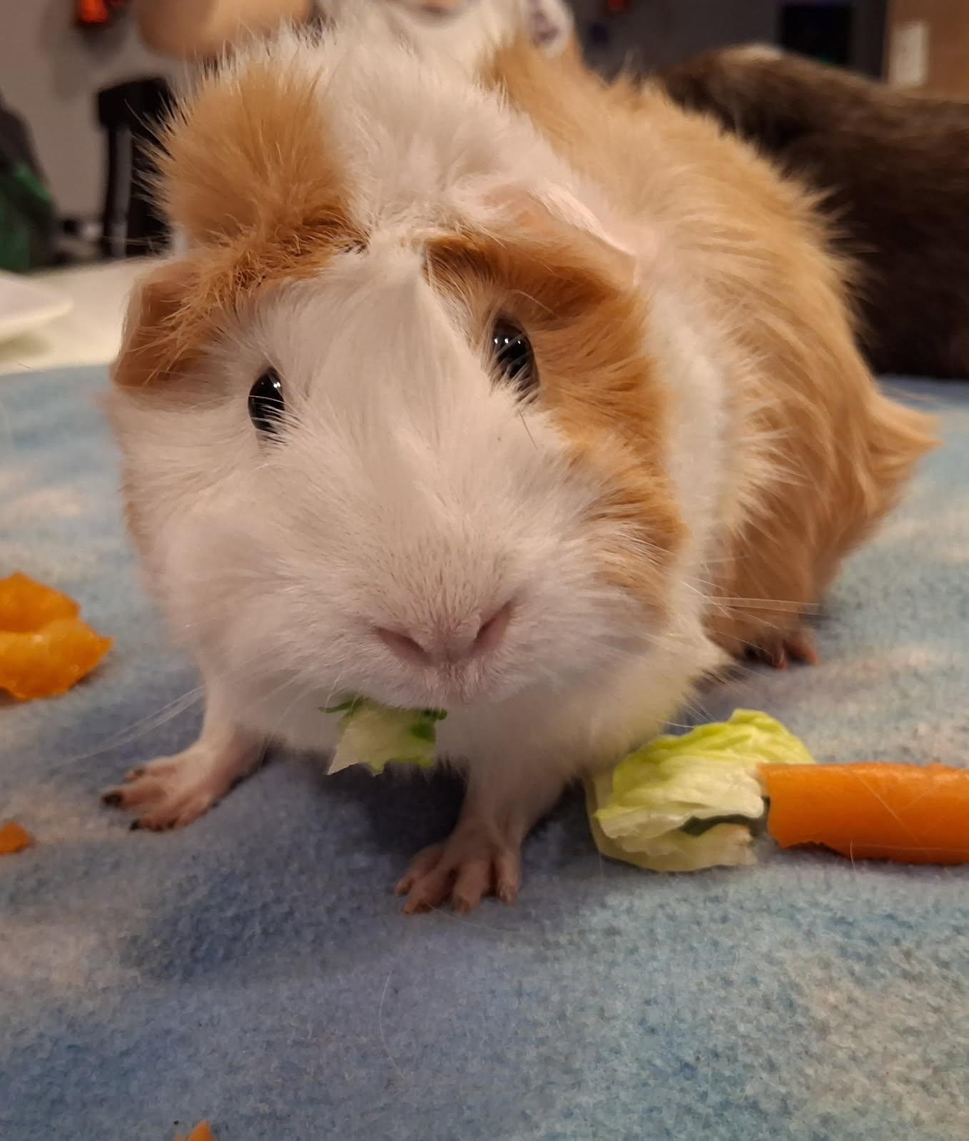 Enlarge Luna and Jasmin, a Adoptable Guinea Pig in Aurora, IL image 2/3