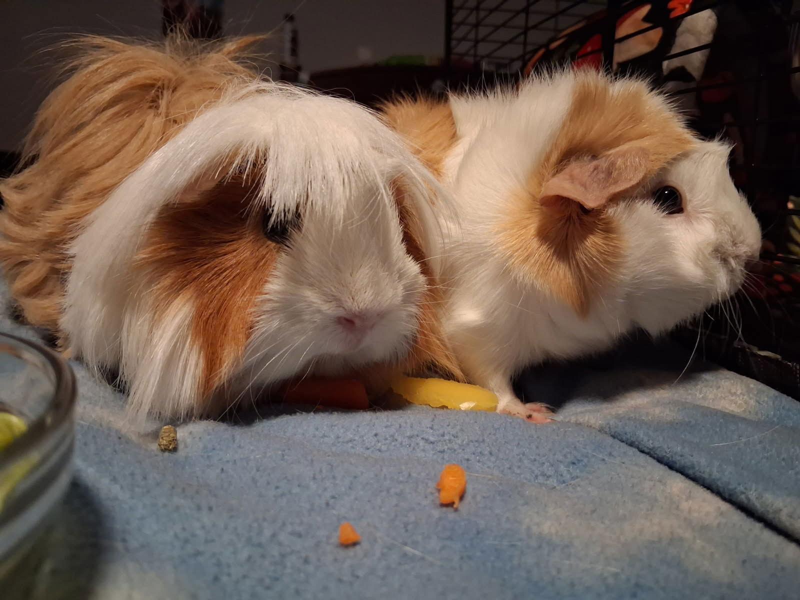 Enlarge Luna and Jasmin, a Adoptable Guinea Pig in Aurora, IL image 3/3