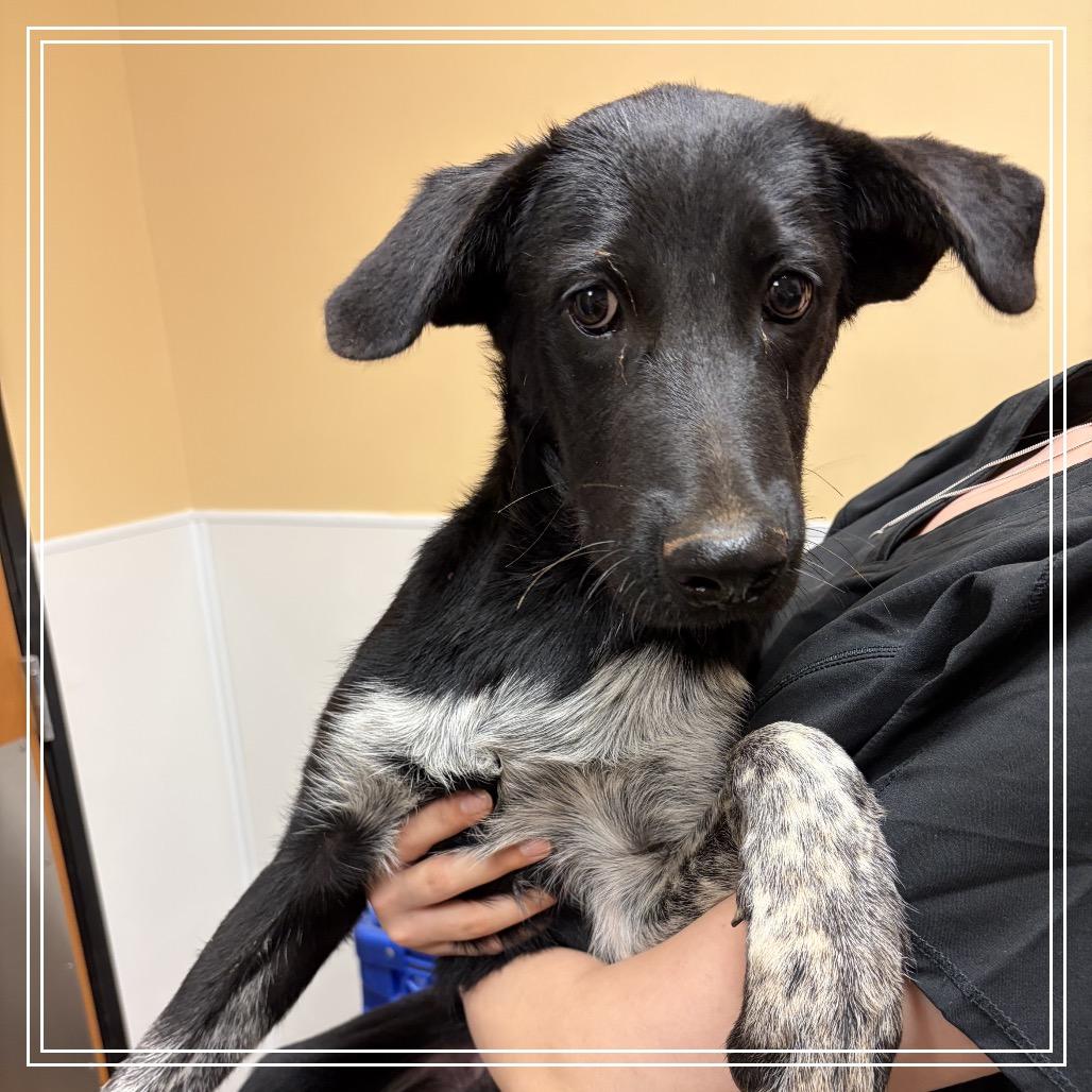 Enlarge FWT Jet, a Adoptable mixed breed in Midland, TX image 1/1