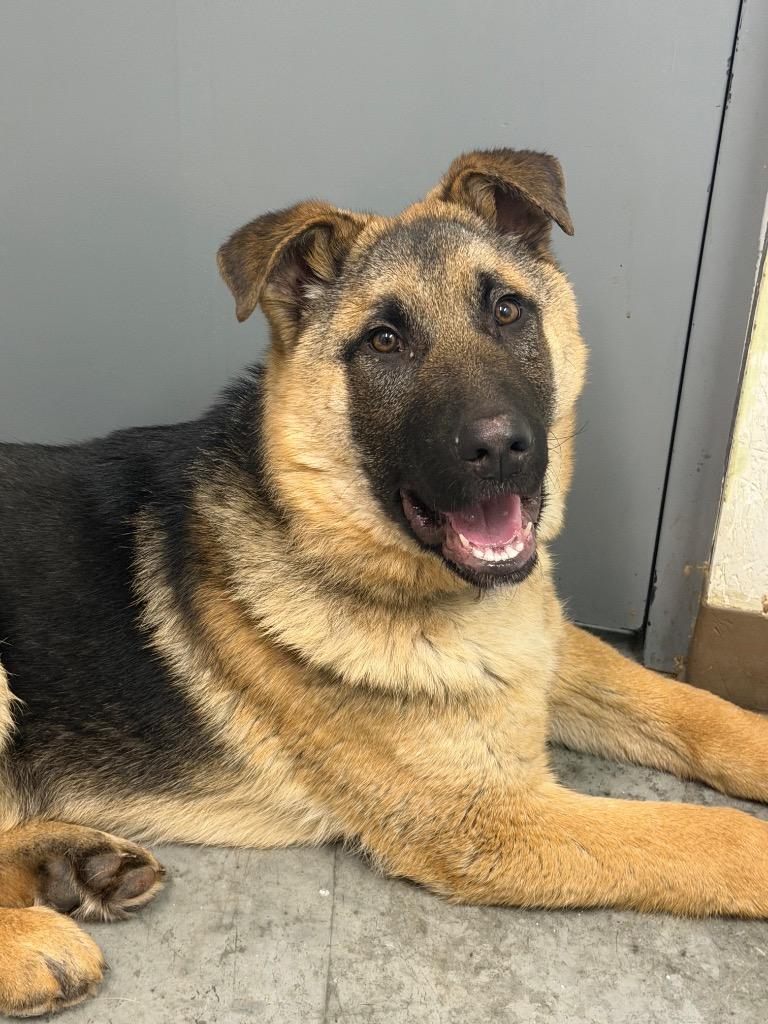Stewart, Adoptable, Puppy Male German Shepherd Dog.