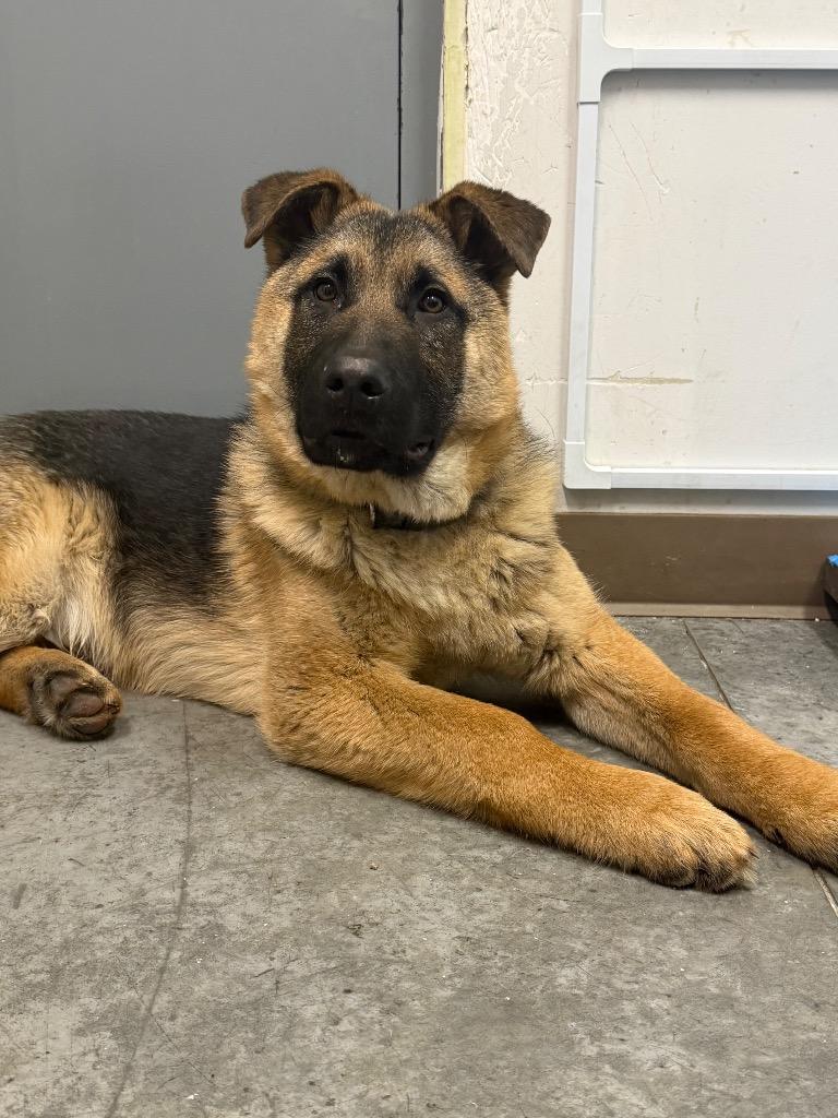 Enlarge Stewart, a Adoptable mixed breed in Yellowknife, NT image 2/3