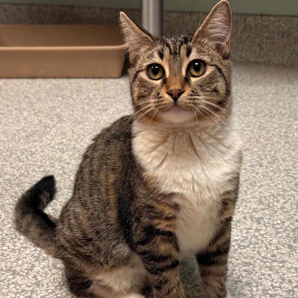 Rose, a Adoptable Domestic Short Hair in East Hanover, NJ image 1/6