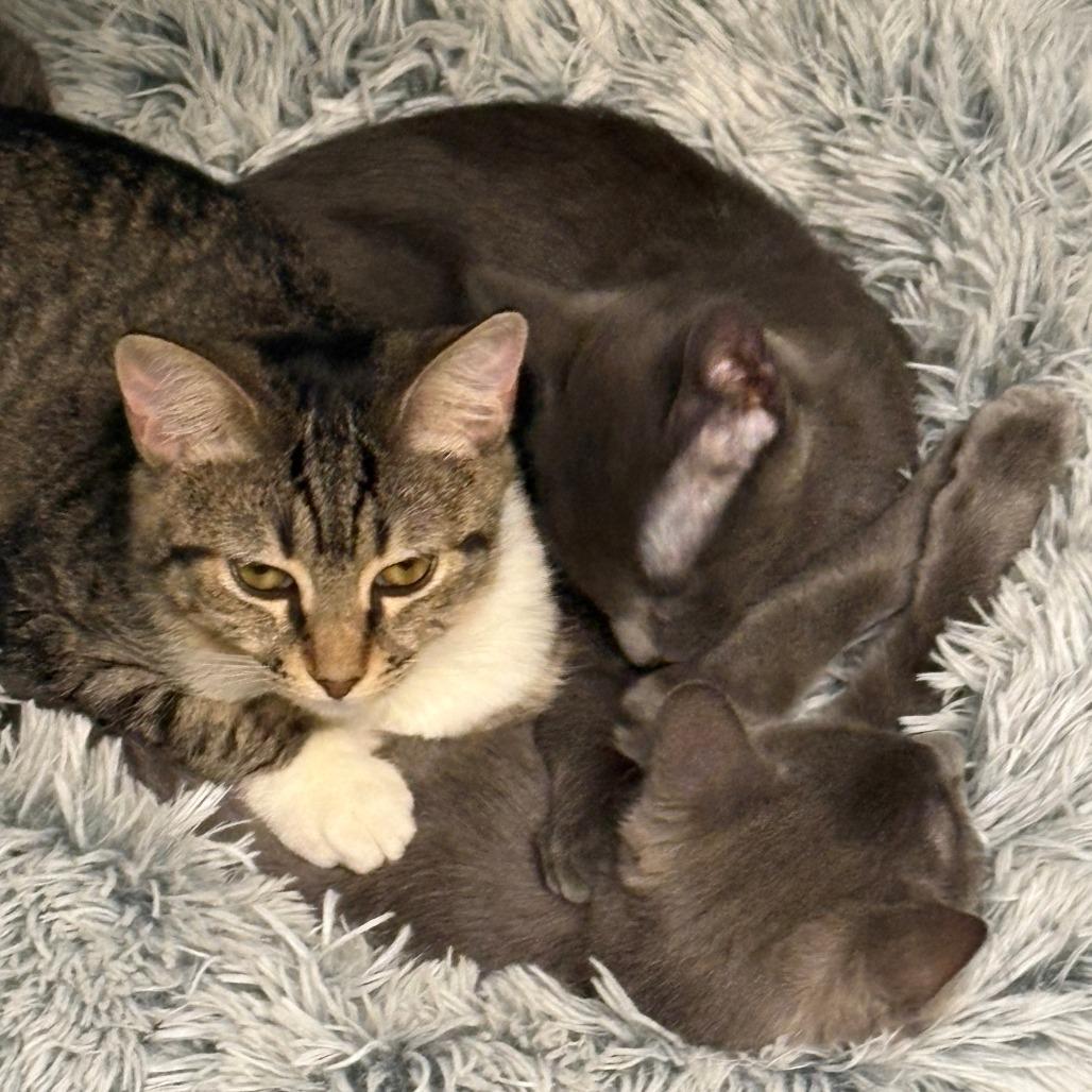 Rose, a Adoptable Domestic Short Hair in East Hanover, NJ image 2/6