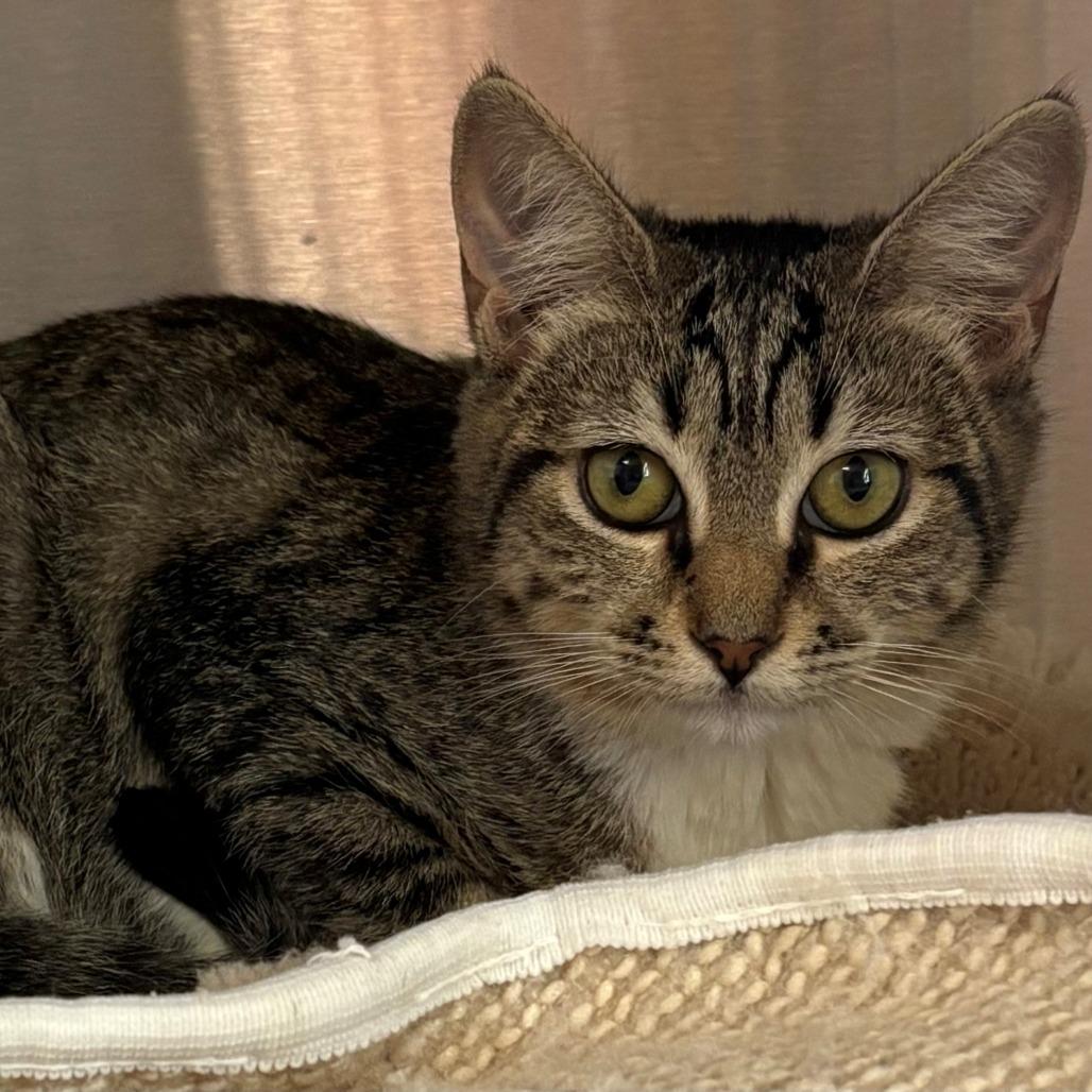Rose, a Adoptable Domestic Short Hair in East Hanover, NJ image 3/6