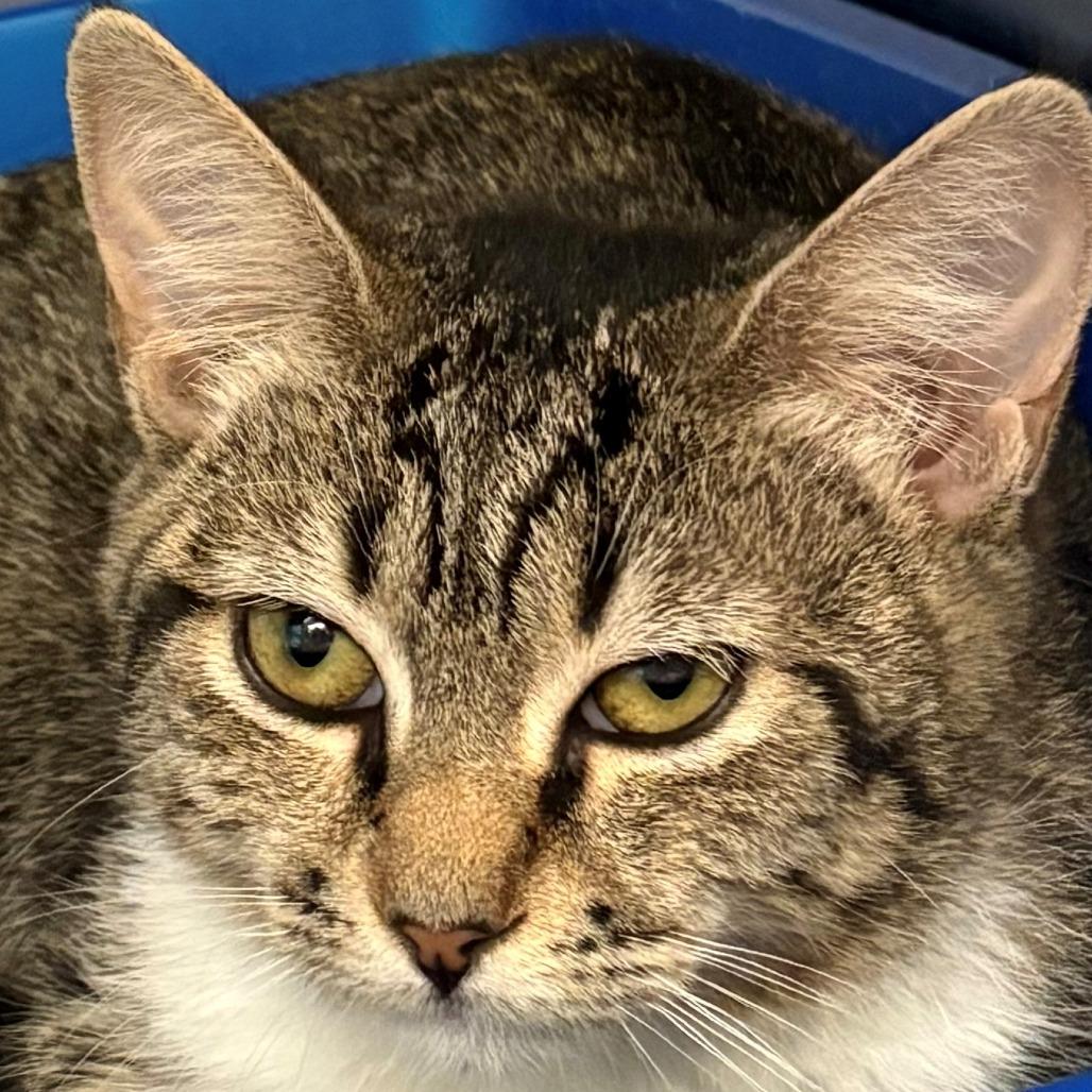 Rose, a Adoptable Domestic Short Hair in East Hanover, NJ image 4/6