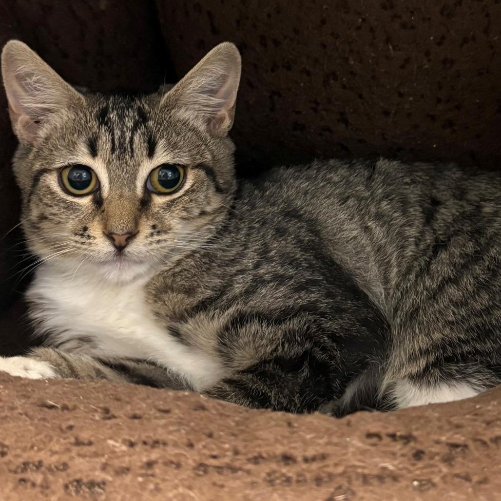 Rose, a Adoptable Domestic Short Hair in East Hanover, NJ image 5/6