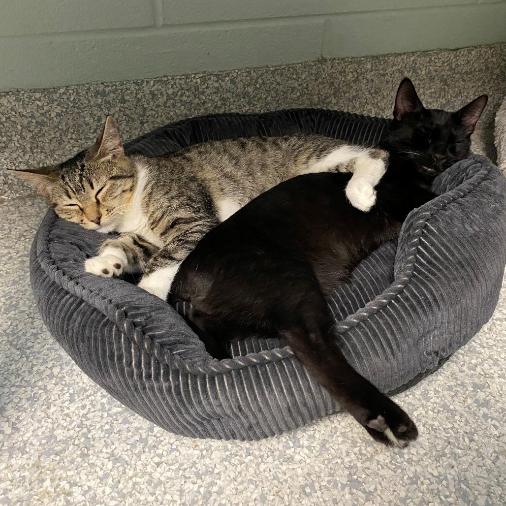 Rose, a Adoptable Domestic Short Hair in East Hanover, NJ image 6/6