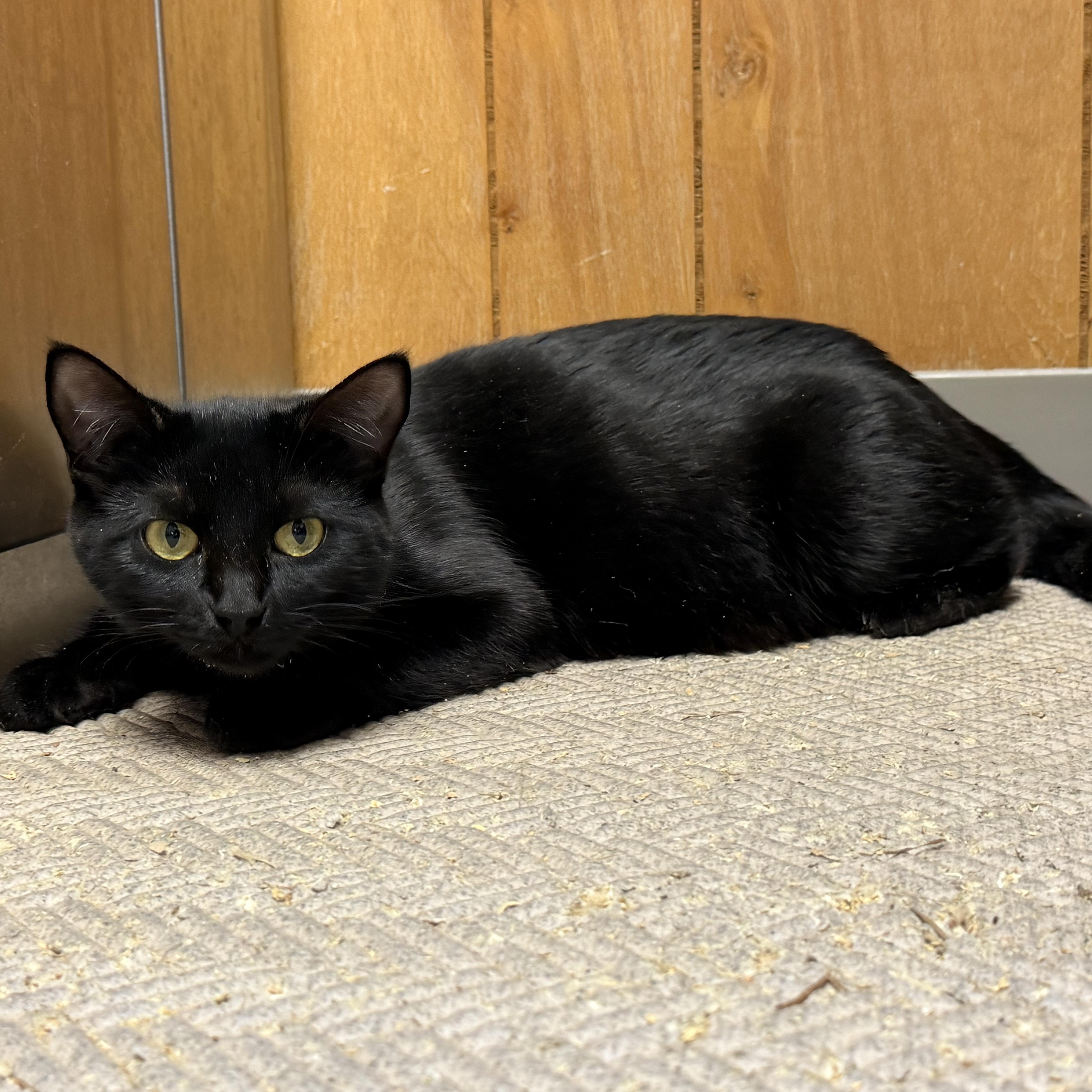Vacala, ADOPTABLE, Young Female Domestic Short Hair.