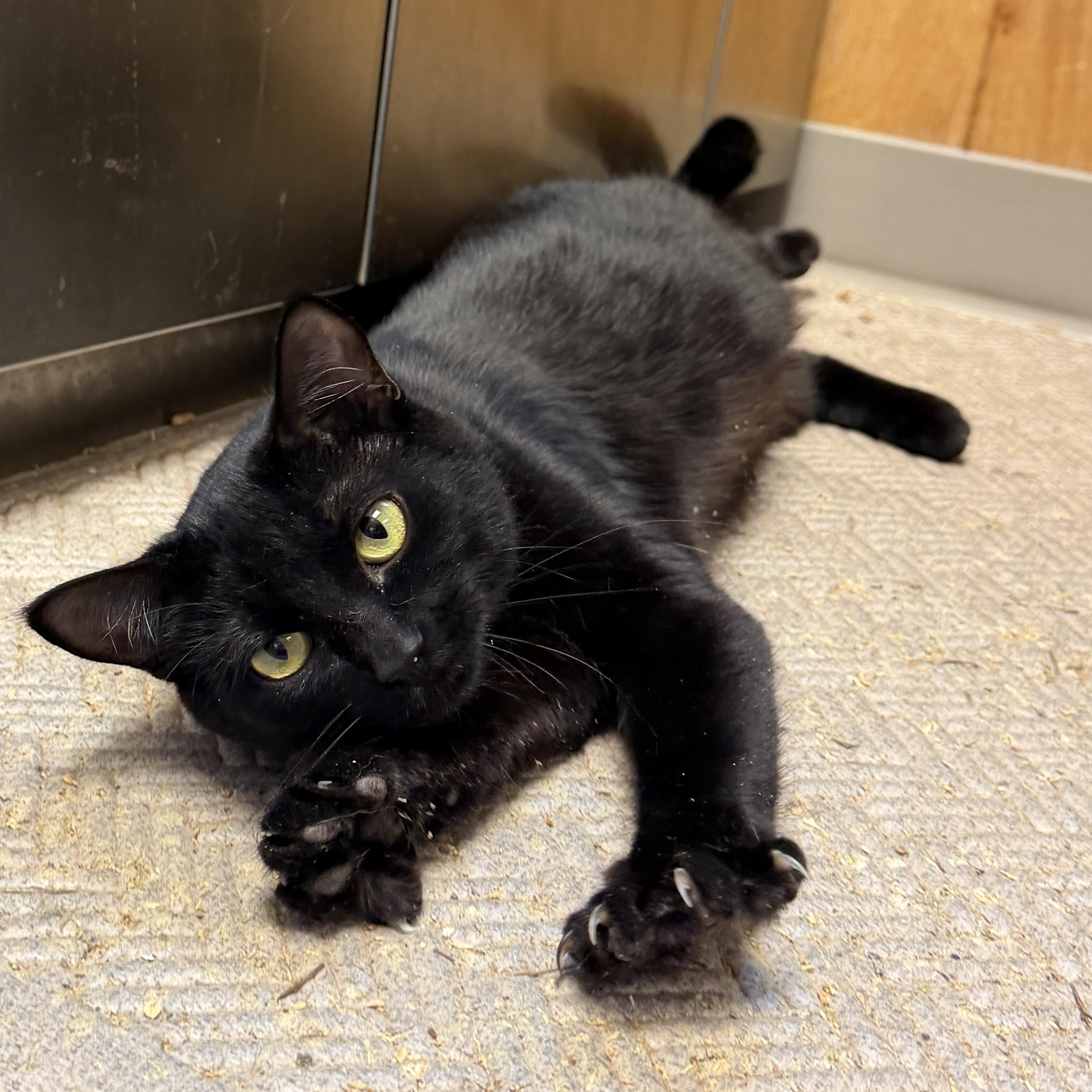 Enlarge Vacala, a ADOPTABLE Domestic Short Hair in Kent, WA image 1/3