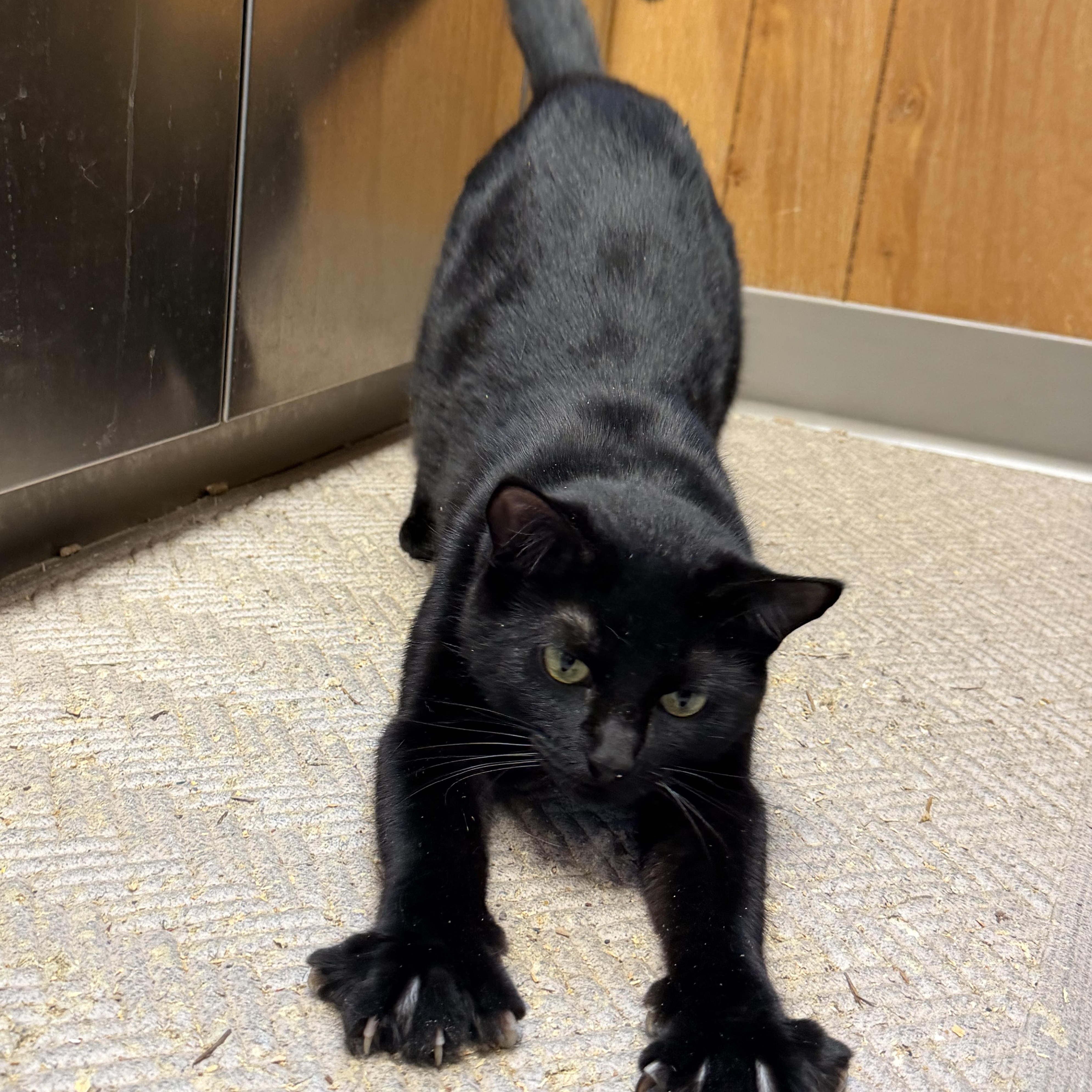 Enlarge Vacala, a ADOPTABLE Domestic Short Hair in Kent, WA image 2/3