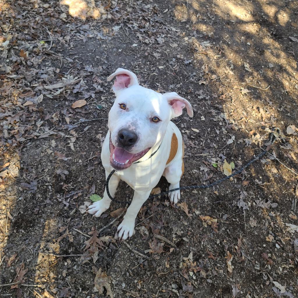 Yin, a Adoptable mixed breed in Phoenix, AZ image 4/5