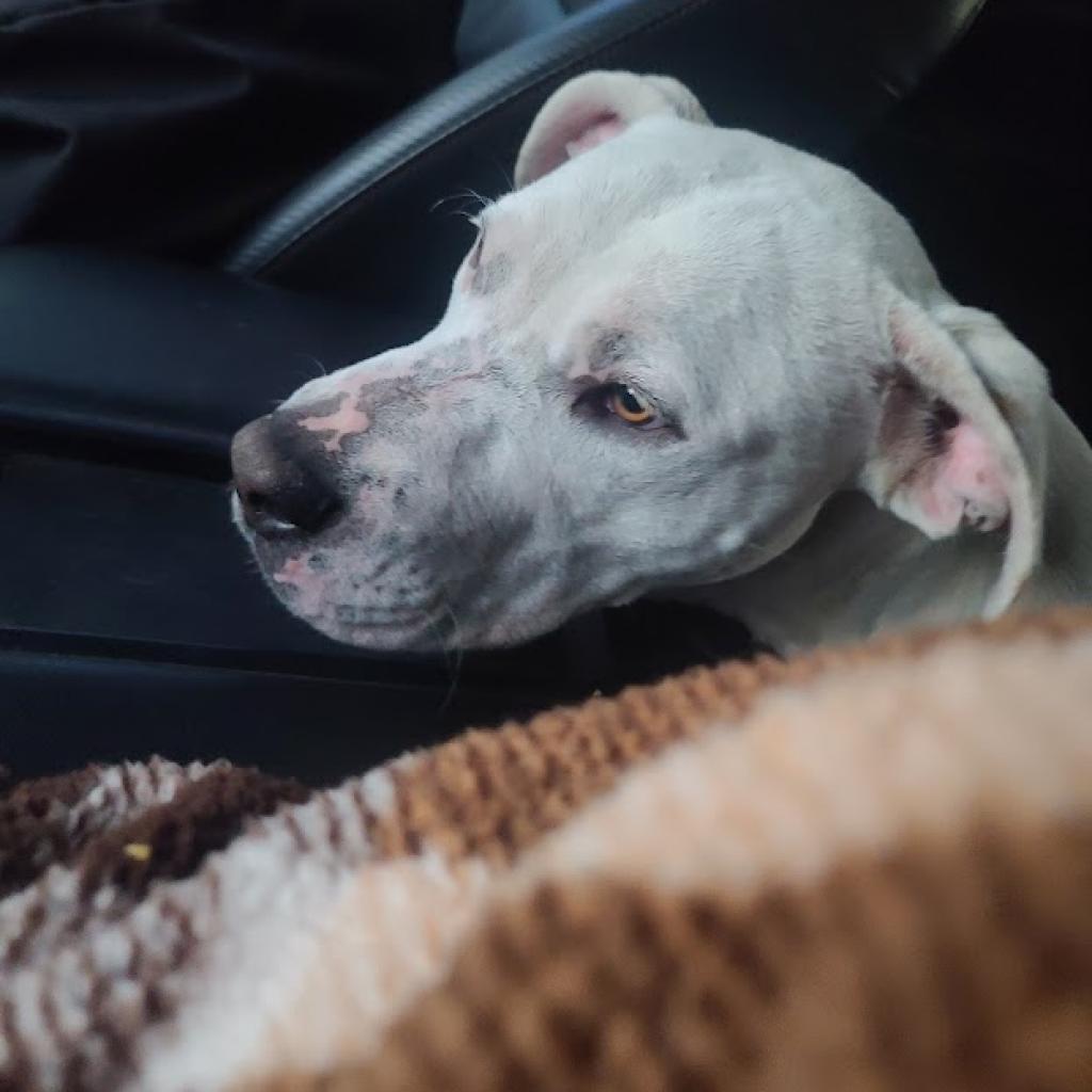 Yin, a Adoptable mixed breed in Phoenix, AZ image 5/5