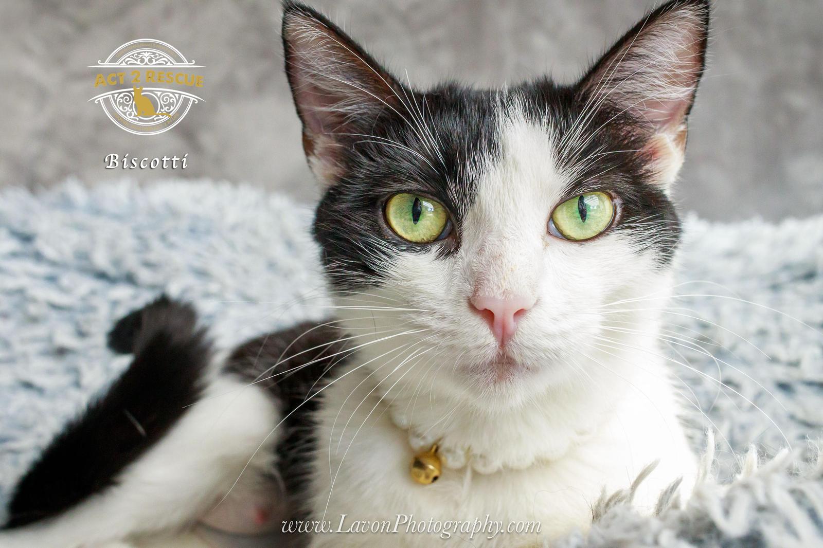 Biscotti, a Adoptable Domestic Short Hair in Riverside, CA image 1/3