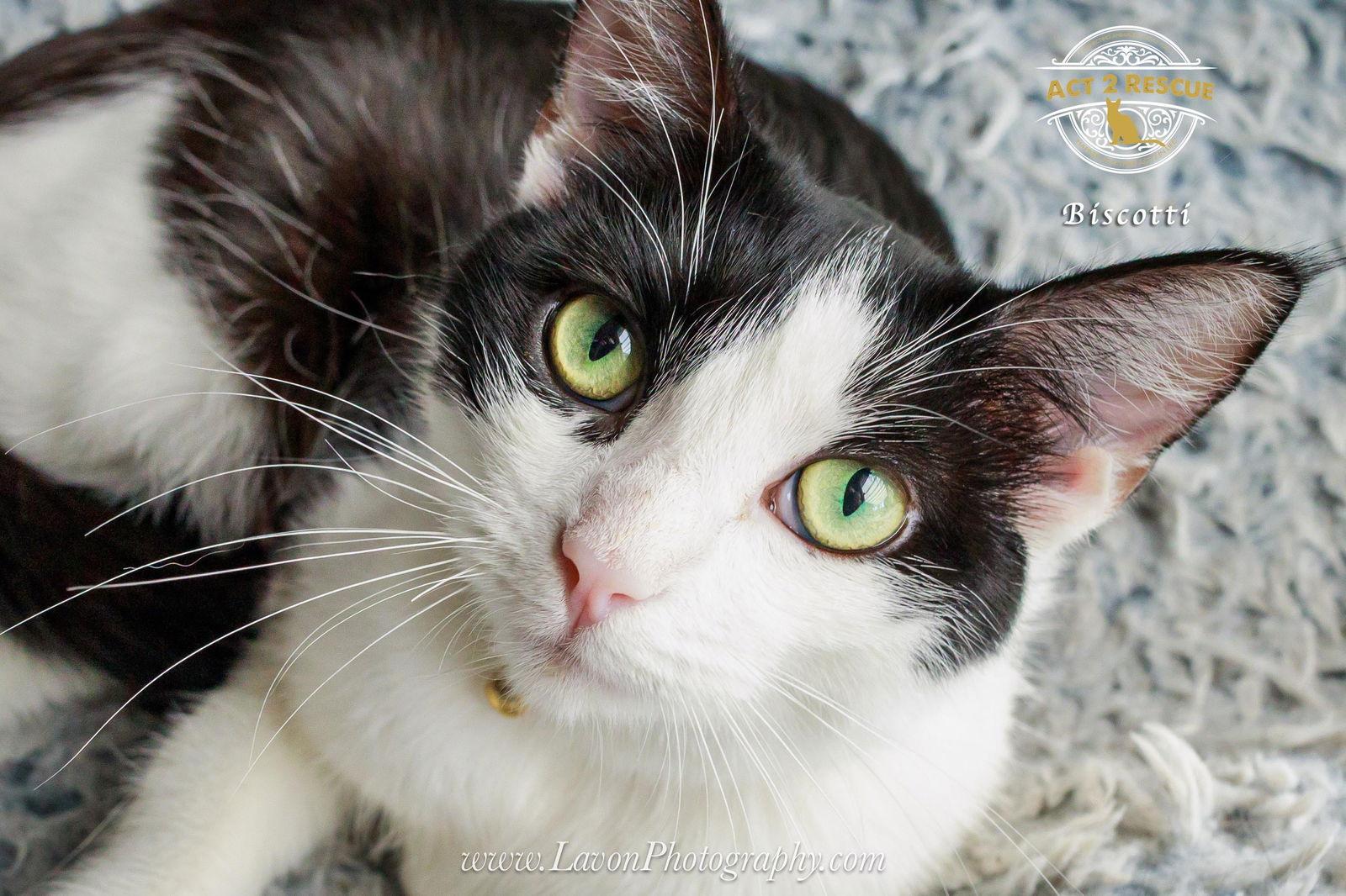 Biscotti, a Adoptable Domestic Short Hair in Riverside, CA image 2/3