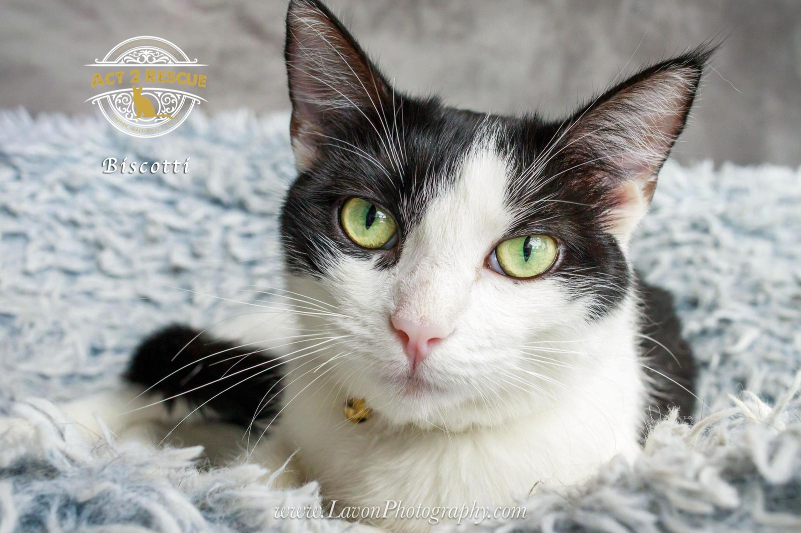 Biscotti, a Adoptable Domestic Short Hair in Riverside, CA image 3/3