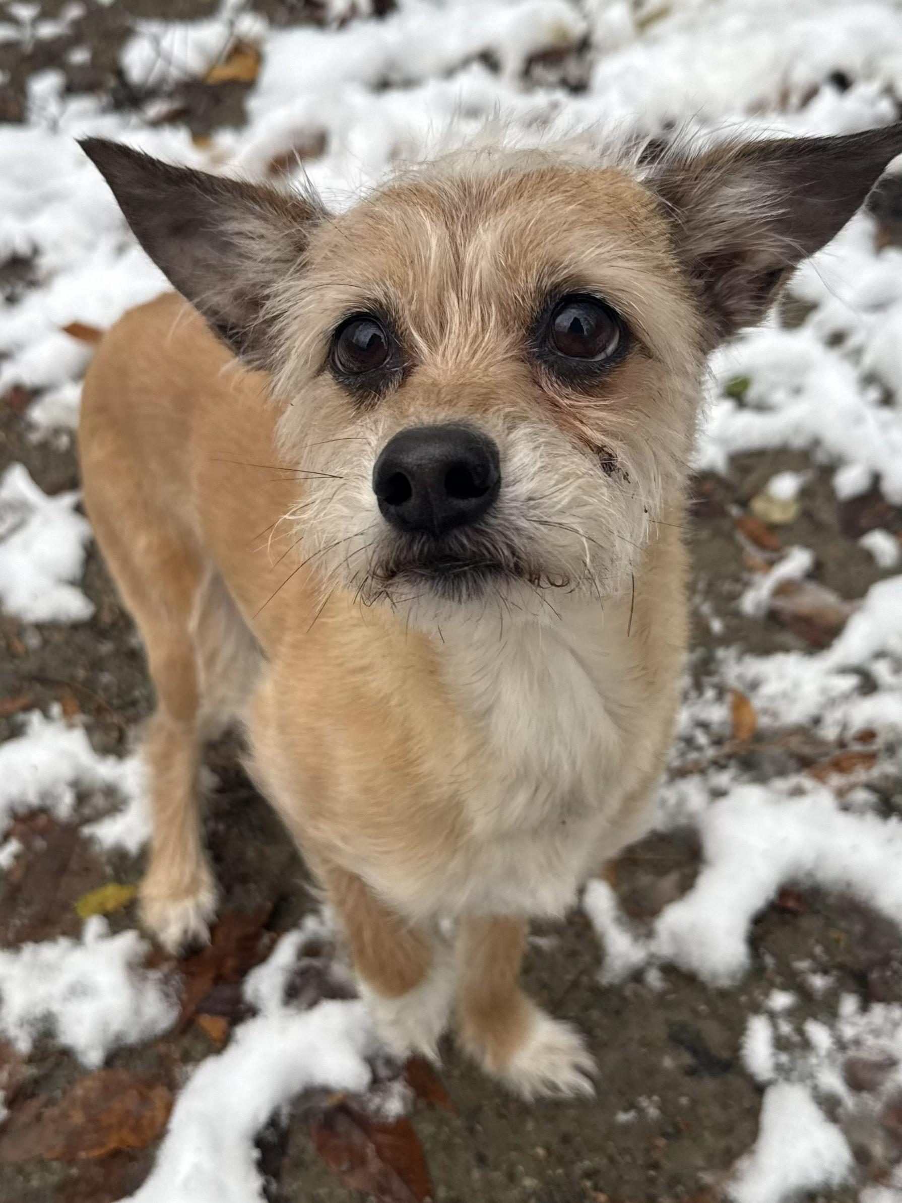 Enlarge Ruby Jean, a ADOPTABLE mixed breed in Richmond, VA image 1/1