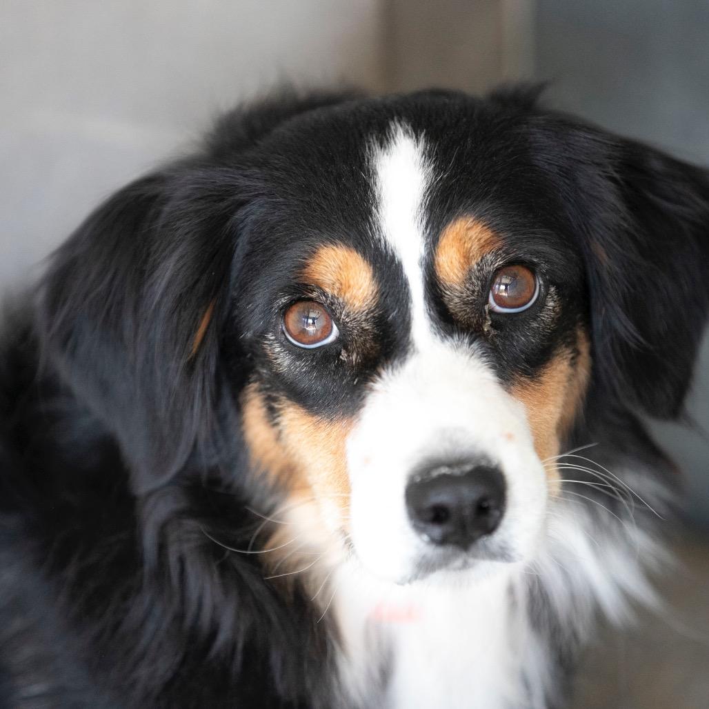 Legacy (S25-293), Adoptable, Adult Female Australian Shepherd.