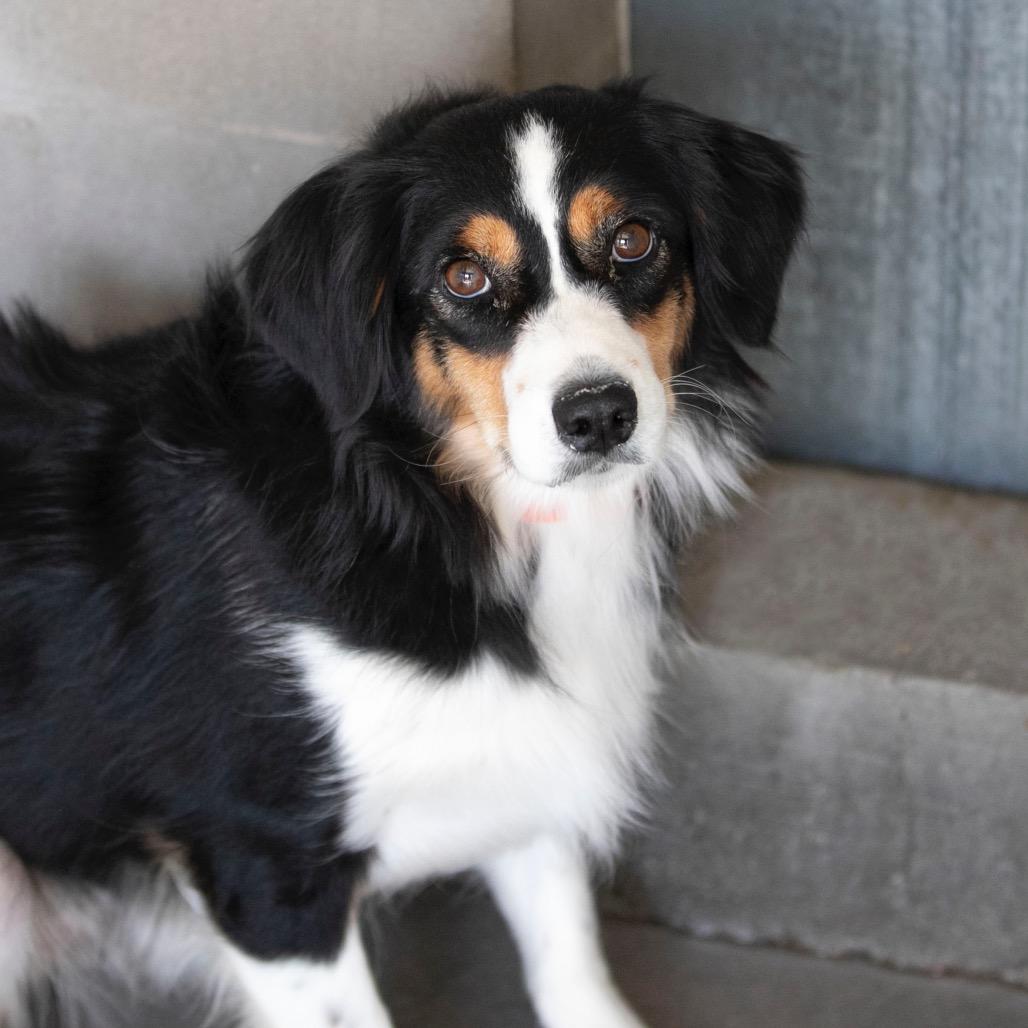 Legacy (S25-293), a Adoptable Australian Shepherd in Peyton, CO image 2/3