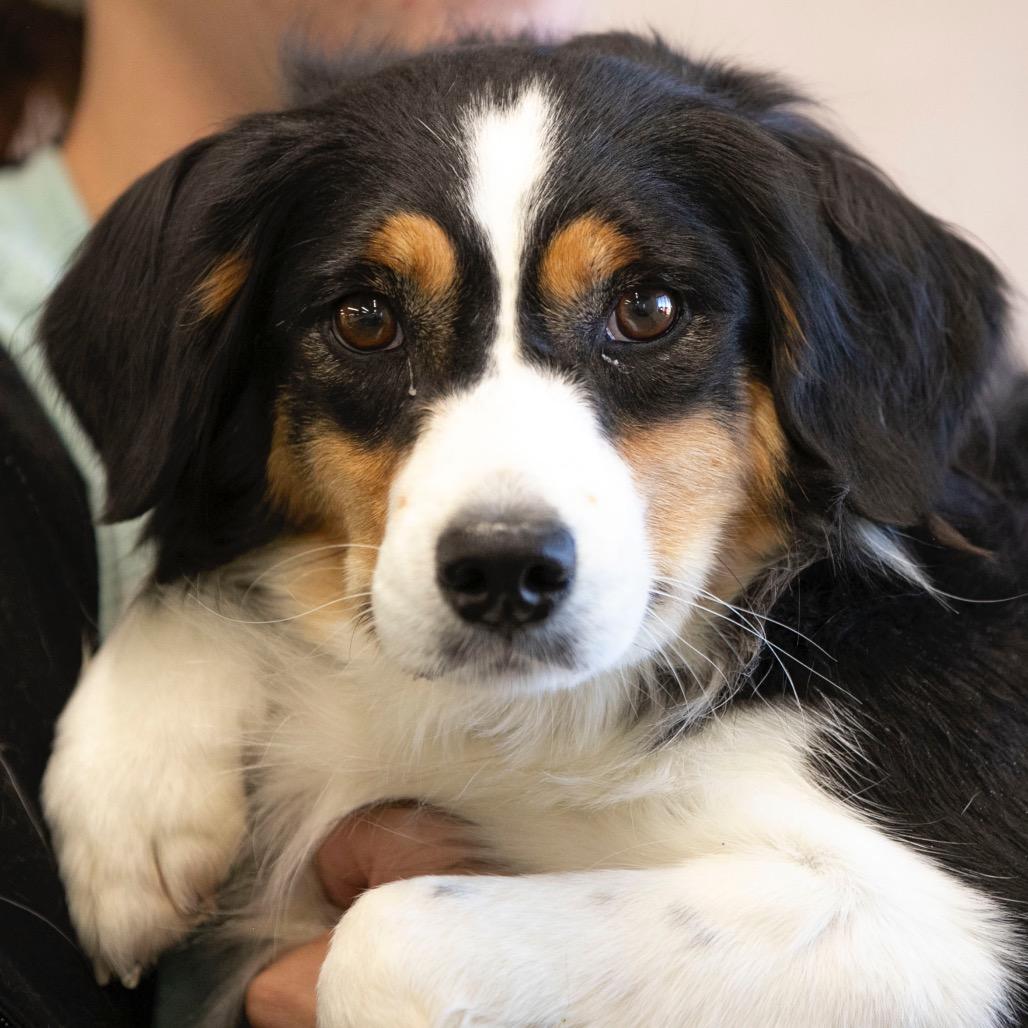 Legacy (S25-293), a Adoptable Australian Shepherd in Peyton, CO image 3/3