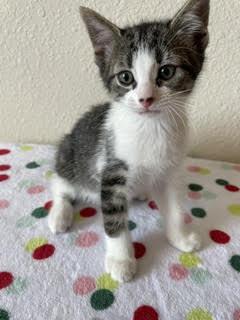 Lola, Adoptable, Kitten Female Domestic Short Hair & Domestic Short Hair.