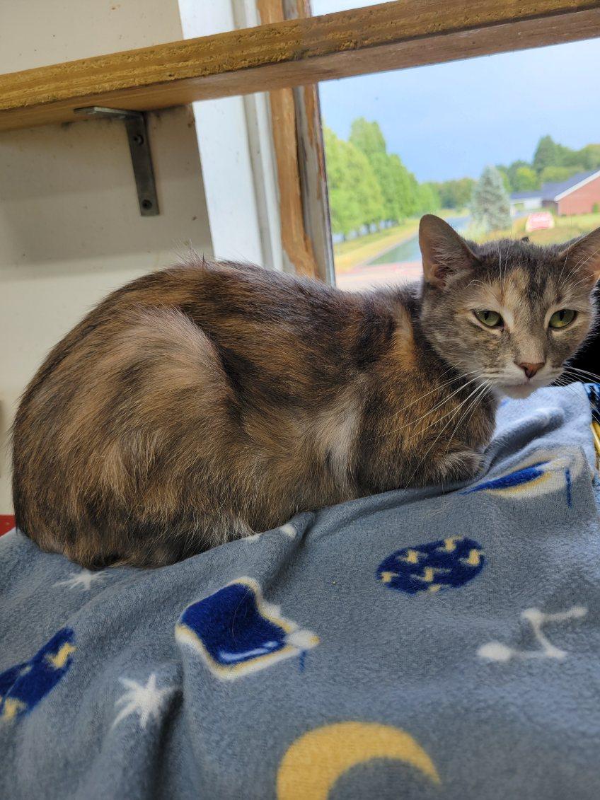 SUSIE!, a Adoptable Domestic Short Hair in Owensboro, KY image 2/6